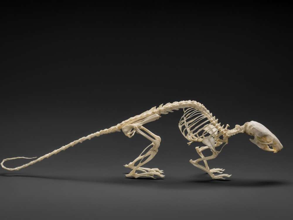 The Mystical Tale of a Dragon Skeleton