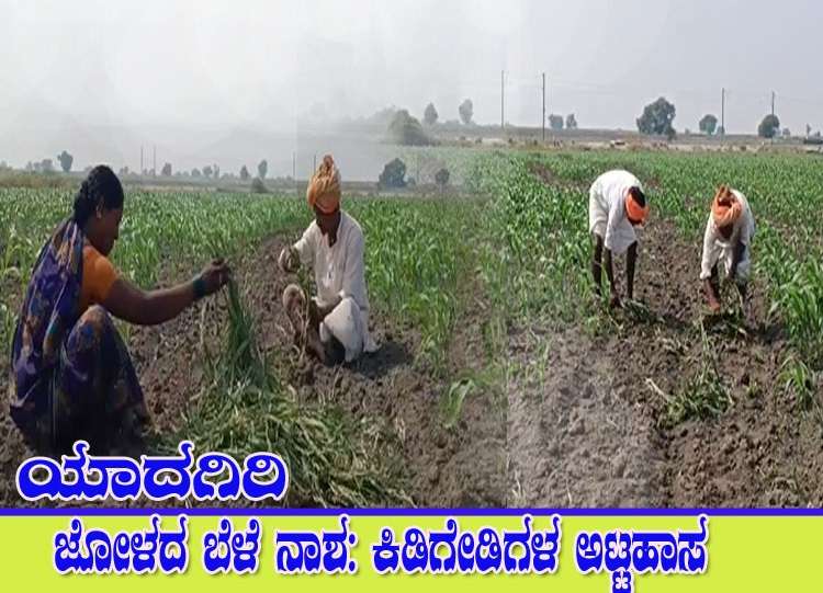 ಅನ್ನದಾತನ ಬೆಳೆ ನಾಶ ಮಾಡಿದ ಕಿಡಿಗೇಡಿಗಳ ಅಟ್ಟಹಾಸ